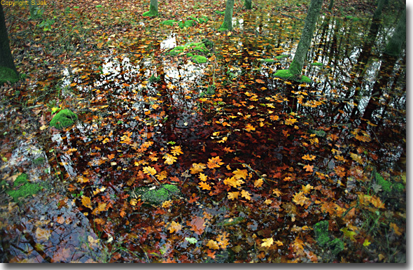 bos in het regenwater, Terschelling eind oktober 2000